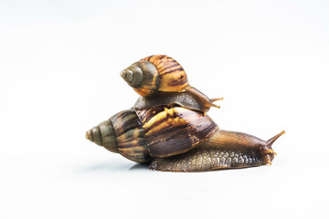 snails on white background  ,Can convey the love of family or Love between mother and child