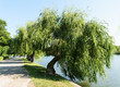 big willow tree leaning over water lake