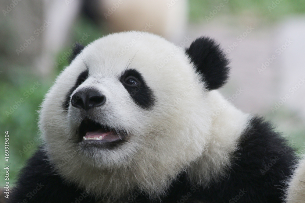 Closed-up Baby Panda face, Chongqing, China の Stock フォト  