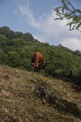 cow