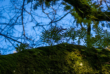 Sticker - Botanical Garden, Coimbra, Portugal