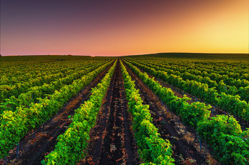 Wall Mural - Beautiful Sunset over field of vineyard valley in Europe