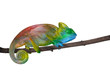 chameleon on a branch with a spiral tail. The colors of the rainbow