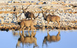 An impala gives a herd of Male Greater Kudu a shock next to a waterhole in Etosha National Park, Namibia