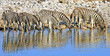 Large Herd / Dazzle of Burchells Zebra drinking from a waterhole with a natural reflection in the still water in Etosha National Park,  Namibia