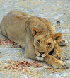 Lioness Resting on the dry dusty African Savannah in Etosha National Park, Namibia