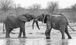 Two elephants playfighting with a giraffe in the background 