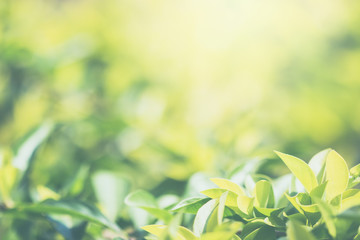 Wall Mural - green leaves background.