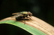 Flies on leaf in background style
