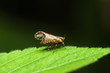 Bug on green leaf