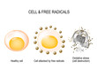 cell and free radicals