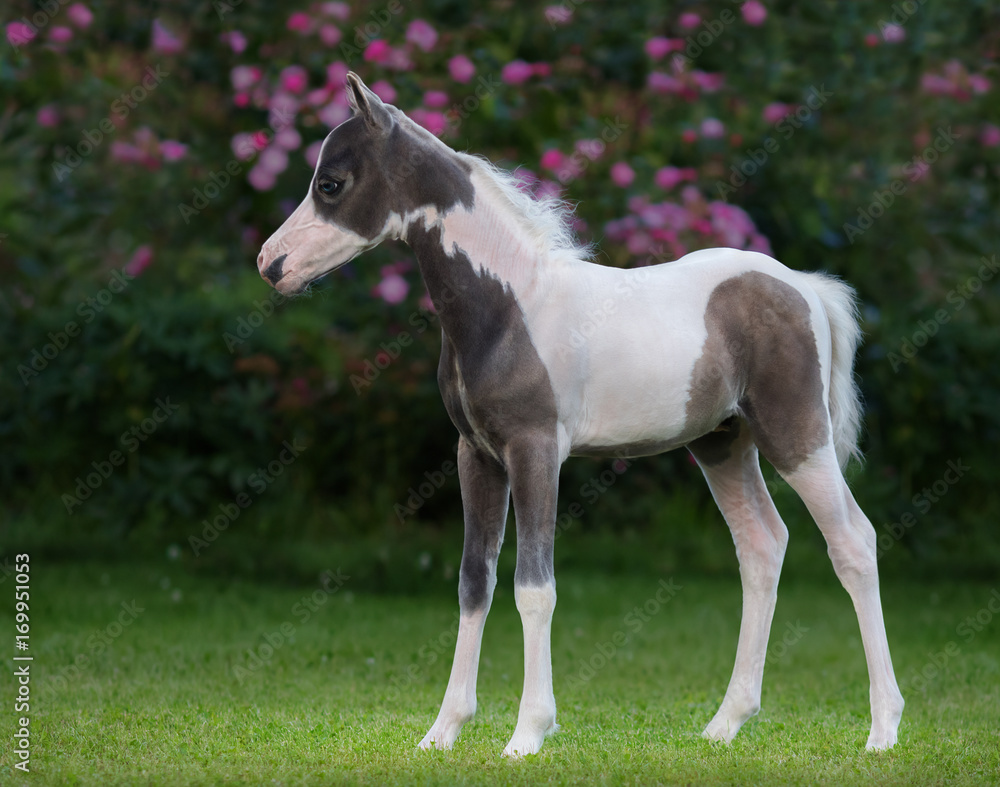 American miniature horse. Pinto foal is one month of birth. Stock Photo |  Adobe Stock, image size:1000x787