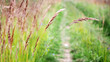 Festuca rubra species of grass, creeping red fescue. Evening autumn panorama of a country road fringed with high fodder grasses. Natural rural landscape