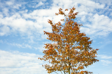 Wall Mural - Golden tree in autumn on a blue sky