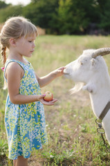 Little blond girl with goat on the pasture. Four year old lady with domestic animal on the fa