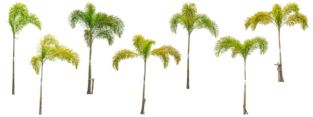Collection of palm trees isolated on white background for use in architectural design or decoration work.