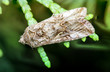 Falter, Eule,  Noctuidae / Eulenfalter