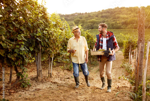 Fotomural winemaker father and son harvesting grapes.