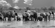 Panorama of a herd of elephants (African Loxodonta)  drinking at a waterhole with giraffe in the background in monochrome - Etosha National Park, Namibia