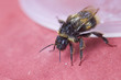 A rain covered bee standing on a red cushion trying t dry off