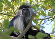 Colobus Monkey sitting in a tree in Kenya
