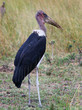Maribou Stork (Leptoptilos crumenifer) standing on African Plains in the Masai Mara, Kenya.  They will eat just about anything and are the dustmen of Africa.