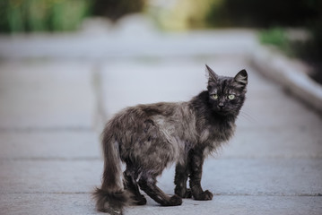 A stray cat is sitting on the asphalt. A lonely homeless animal.