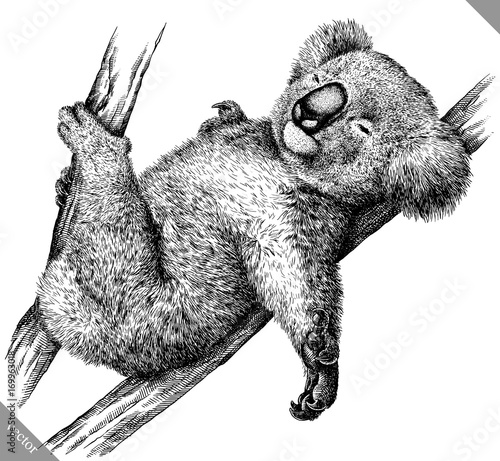 Obrazy koala  czarno-biale-grawerowac-ilustracja-wektorowa-na-bialym-tle-koala