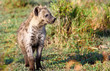 An adolescent Spotted Hyena standing on the African Plains looking at something in the distance 0 Msai Mara National Park, Kenya