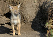 Black Backed Jackal Pup standing outside the den looking for it's Mother, Masai Mara, National Park, Kenya