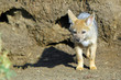 Black Backed Jackal Cub (Canis mesomelas) standing alone outisde it's Den in the Masai Mara National Park, Kenya