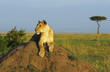 Lioness resting on a large Termite Mound with an acacia tree in the distance on the masai mara plains.  Kenya, Africa