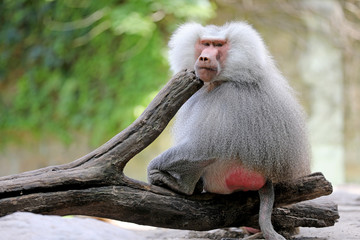 Canvas Print - Male baboon