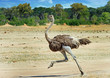 © paula - Ostrich running across the vast open plains in Hwange , Zimbabwe