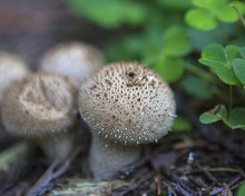 Common Puffball Fungus Mushroom