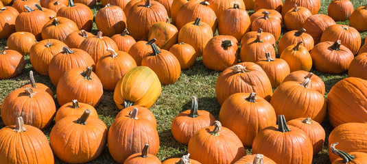 Pumpkin patch panorama