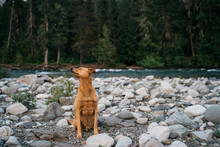 Dog On River Bank With Rocks And Trees Montana