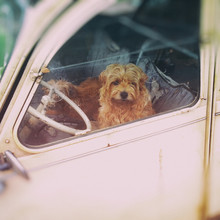 Cute Dog Waiting In Old Car