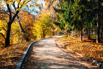 Wall Mural - asphalt path in the autumn park