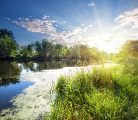 Wall Mural - river with a duckweed near the shore under the blue sky