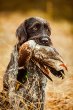 Hunting Dog Holding Dead Duck In Its Mouth