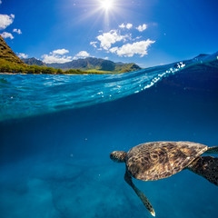 Wall Mural - turtle under water line in sea under blue sky