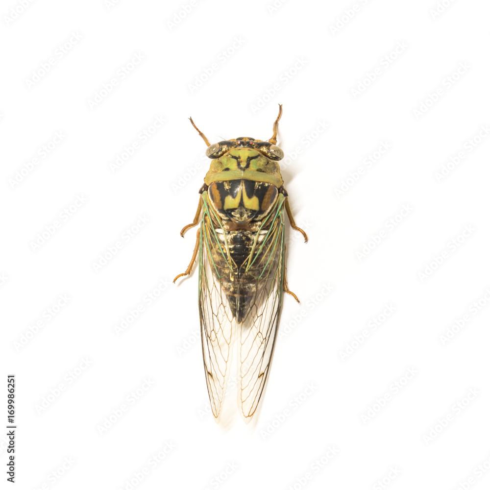 CANVAS Cicada Art print POSTER