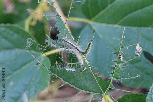 アメリカシロヒトリの幼虫　-Fall Webworm-