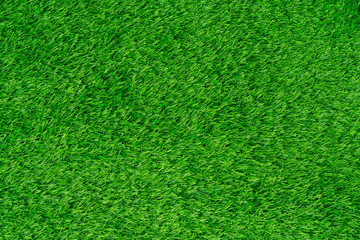 grass field background . grass texture