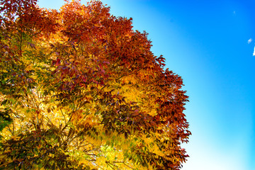 Canvas Print - top of the ash