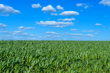 A Wide Field Of Juicy Green Corn Stalks And A Blue Sky Above It. Clear Weather.