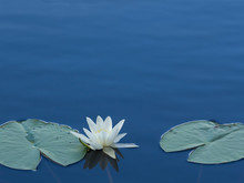 European White Water Lily (Nymphaea Alba) Blossoming On A Serene Blue Lake At The End Of July