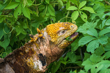 Fressender Gelber Landleguan bei Cerro Dragon, Isla Santa Cruz, Galapagos