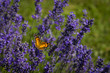 Orange Butterfly on Lavender Flowers